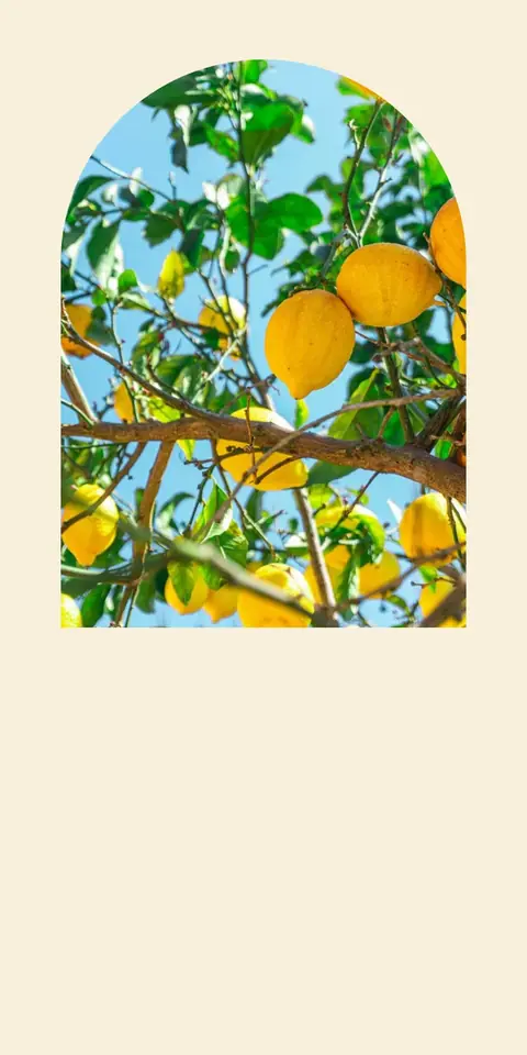 Digital wedding and christening invitation, Lemon tree arch design