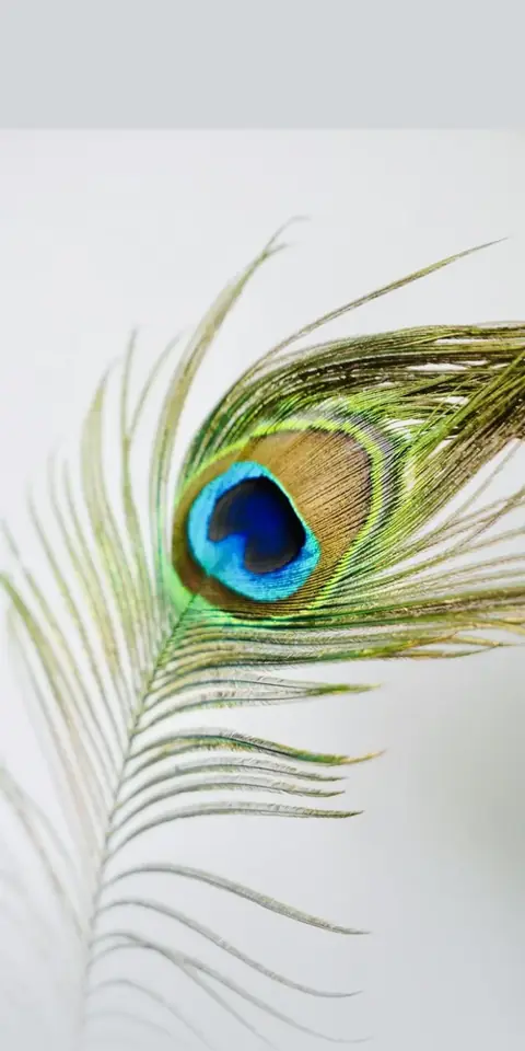 Digital christening invitation for a girl, Peacock design